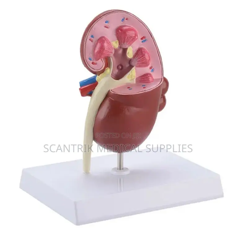 Kidney Anatomical Model