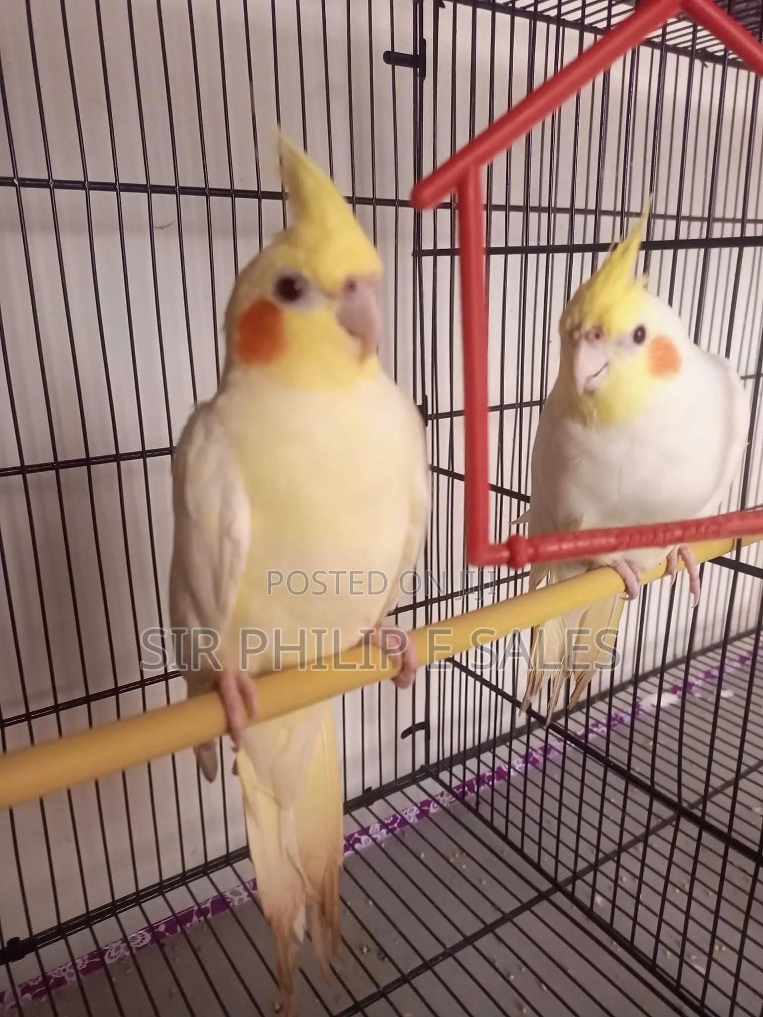 Lovely Cockatiel Birds Is Available