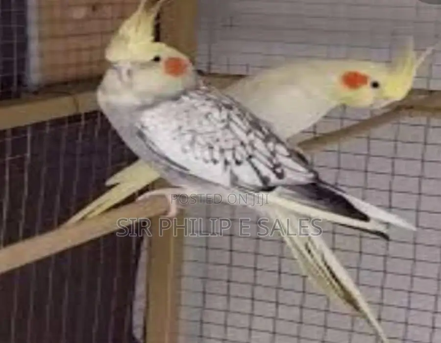 Lovely Cockatiel Birds Is Available