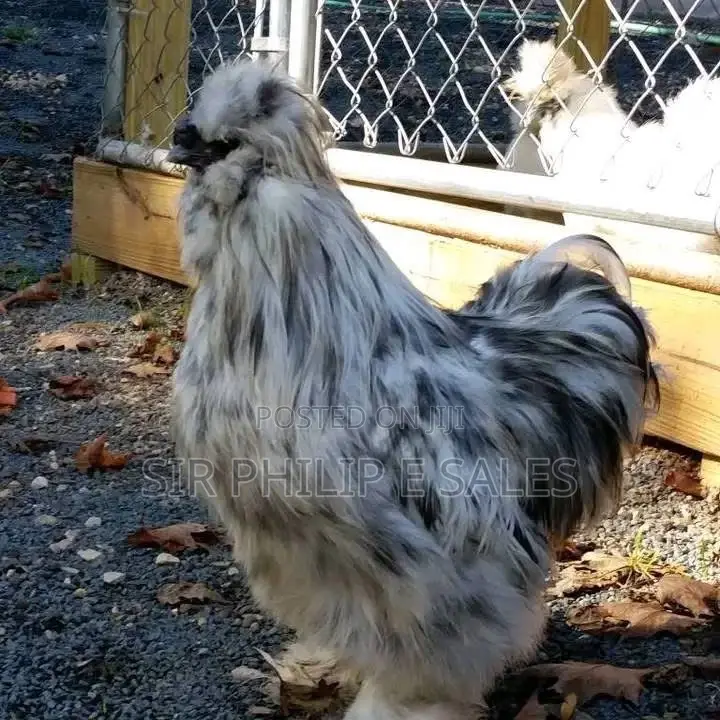 Silkies and Bahamas Chicken Is Available
