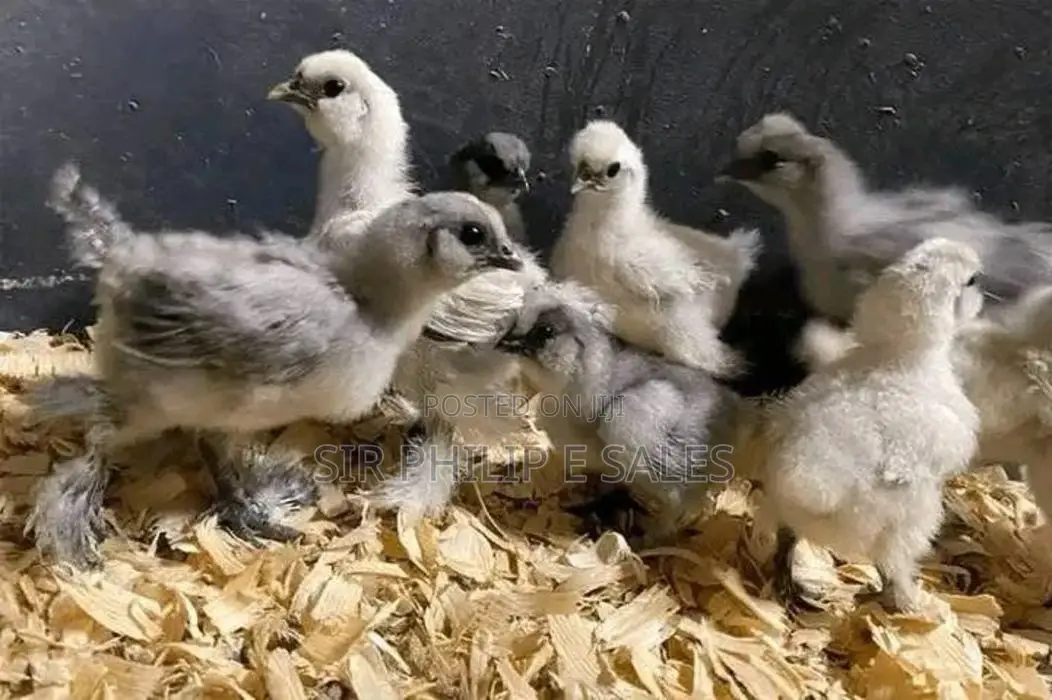 Silkies and Bahamas Chicken Is Available