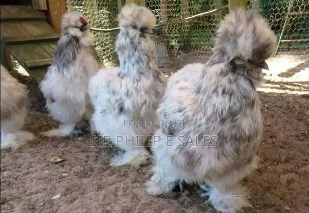 Silkies and Bahamas Chicken Is Available
