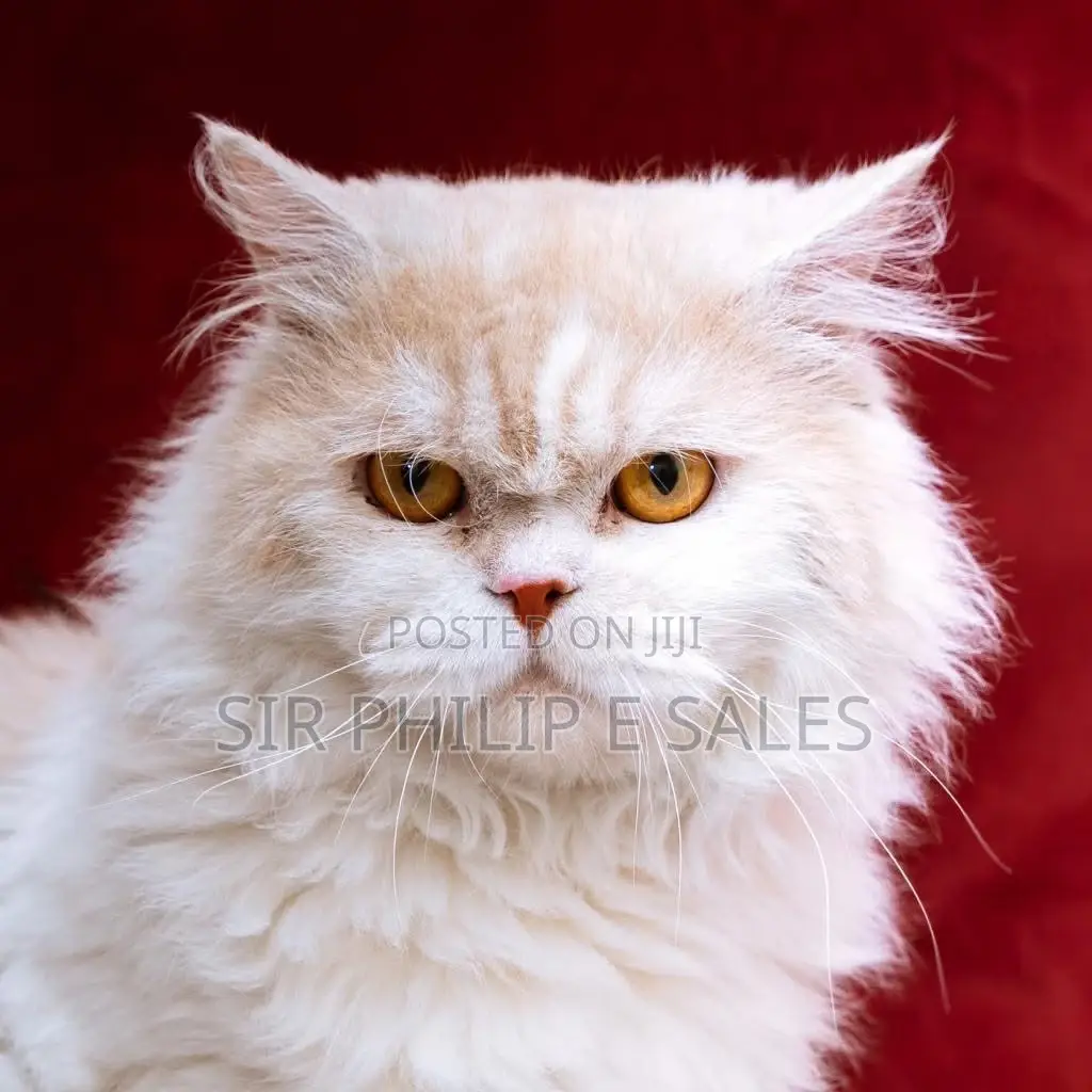 Mate Your Female Persian Cat With a Lovely Persian Male