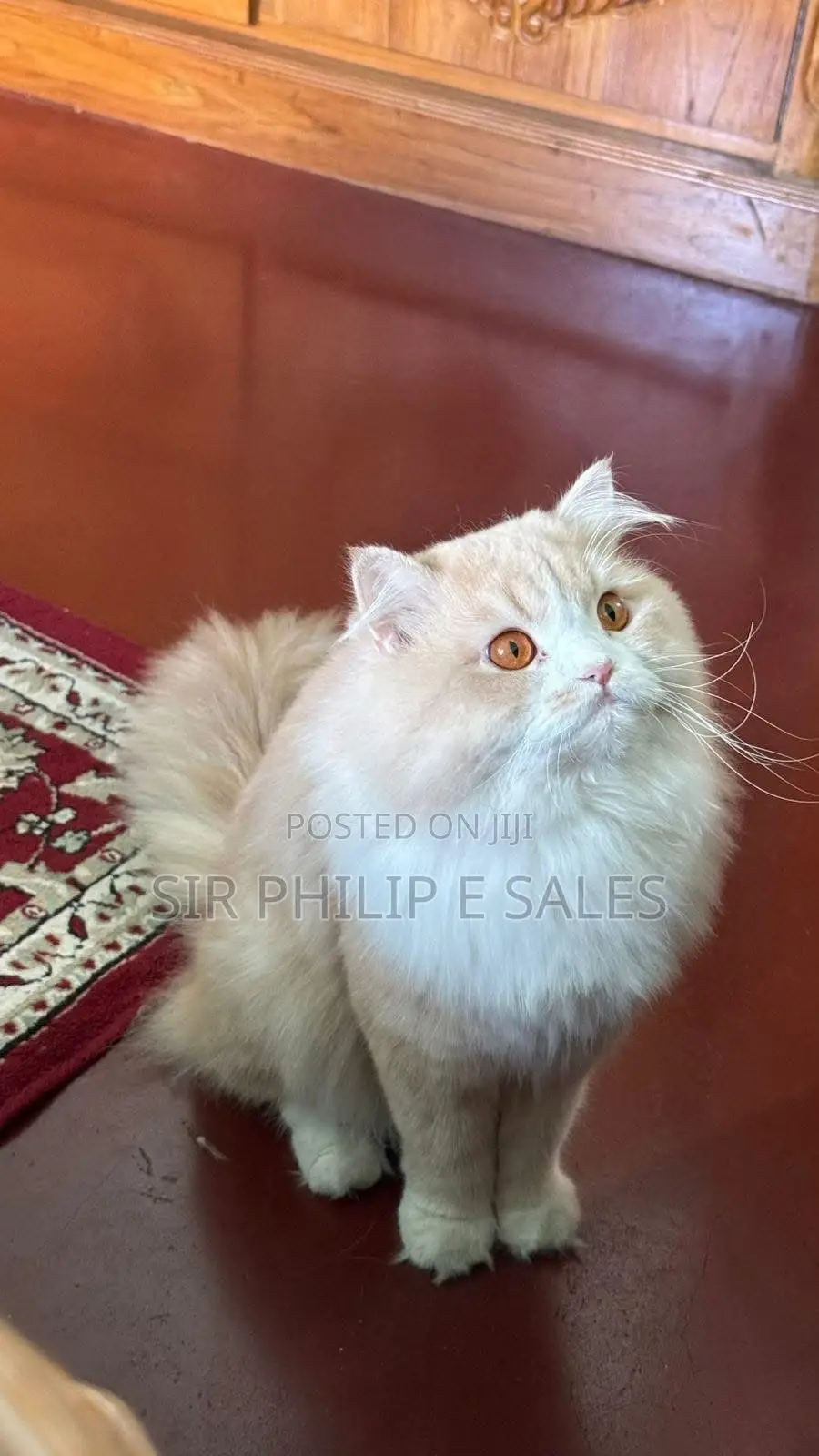Mate Your Female Persian Cat With a Lovely Persian Male