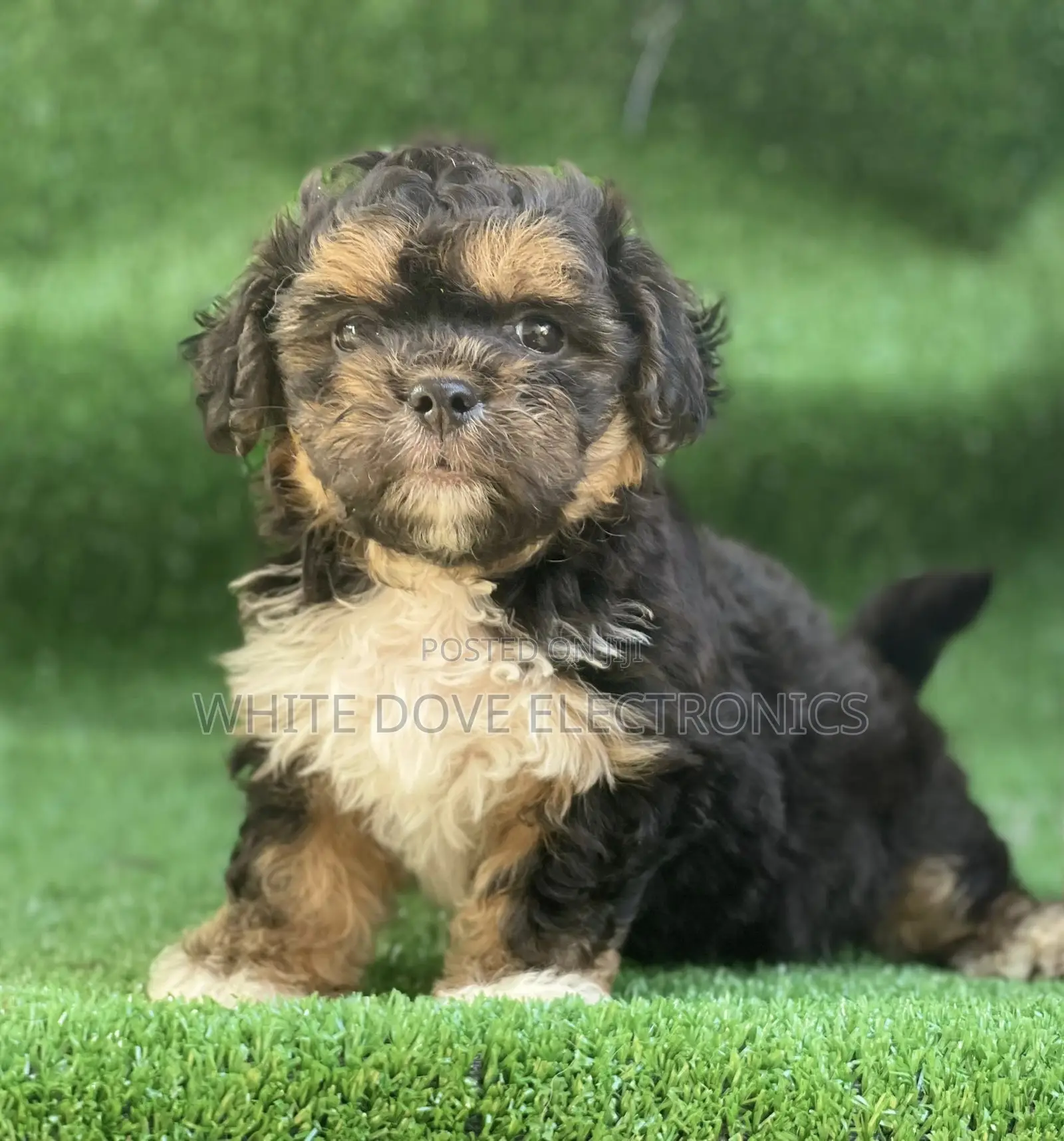 1-3 months Male Purebred Lhasa Apso