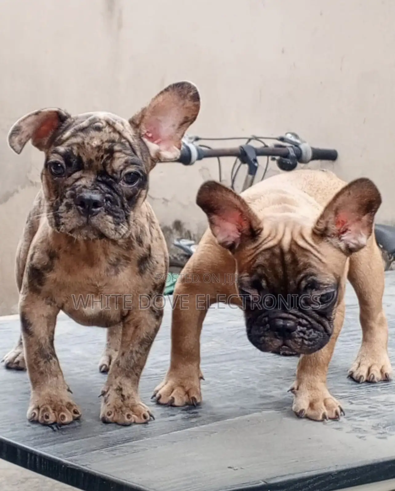 1-3 months Female Mixed Breed French Bulldog