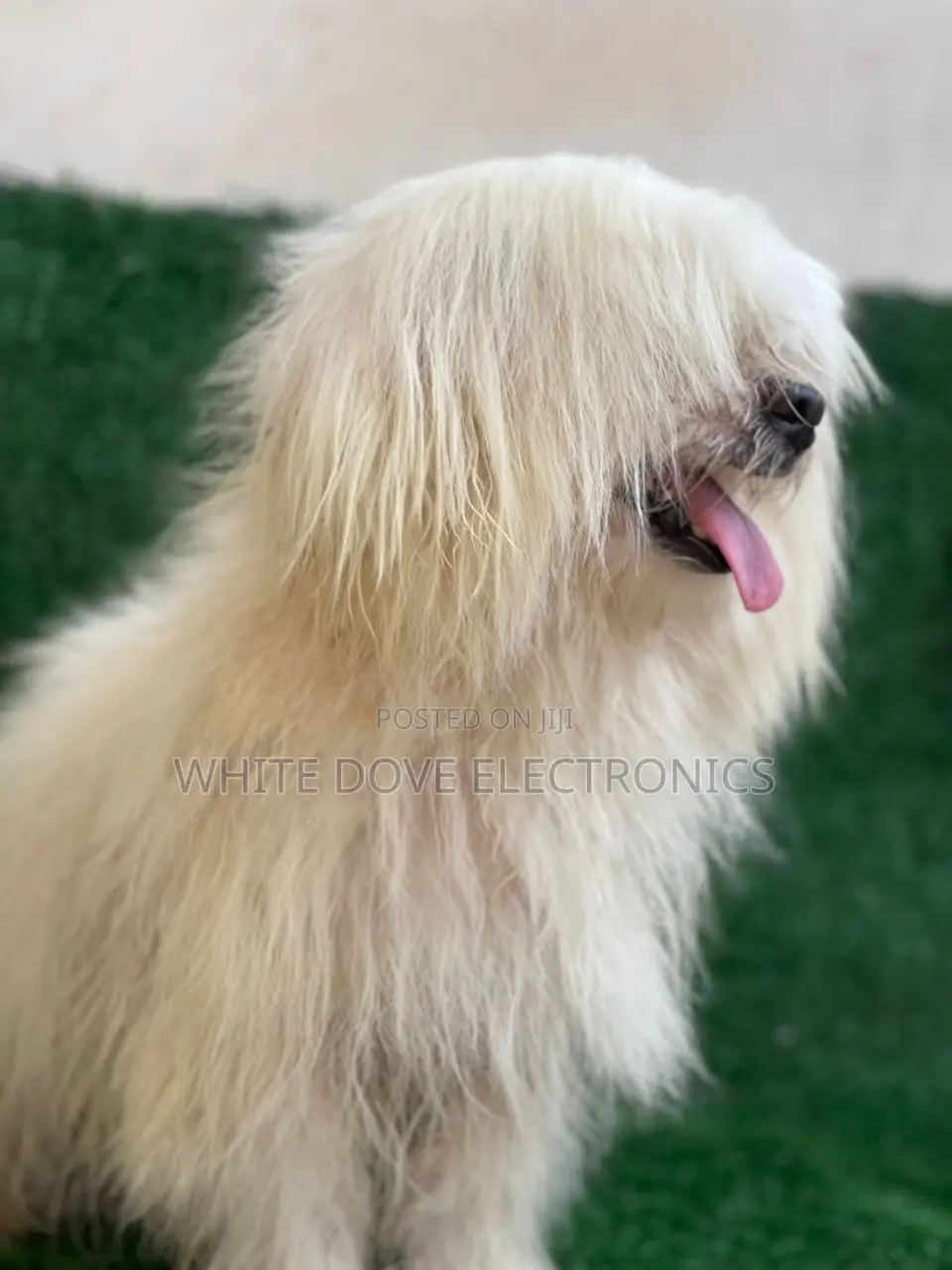 1+ year Female Purebred Lhasa Apso