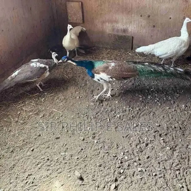 Well Healthy Peacock Are Available