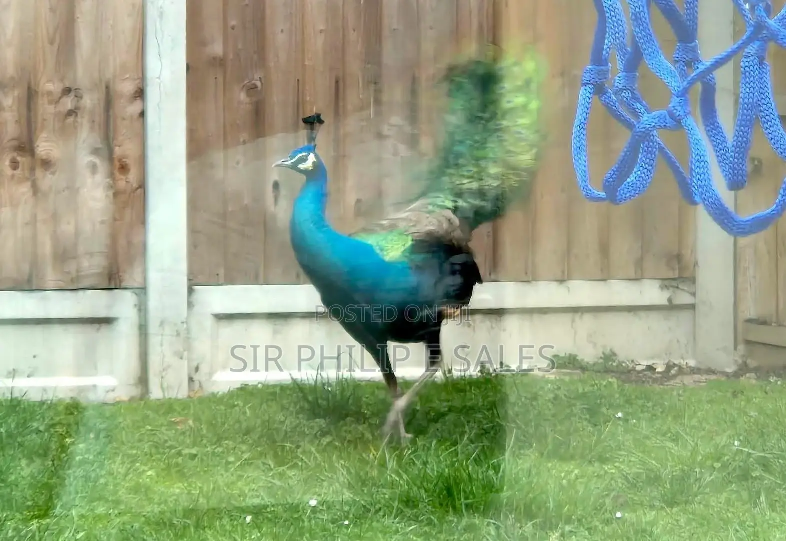 Well Healthy Peacock Are Available