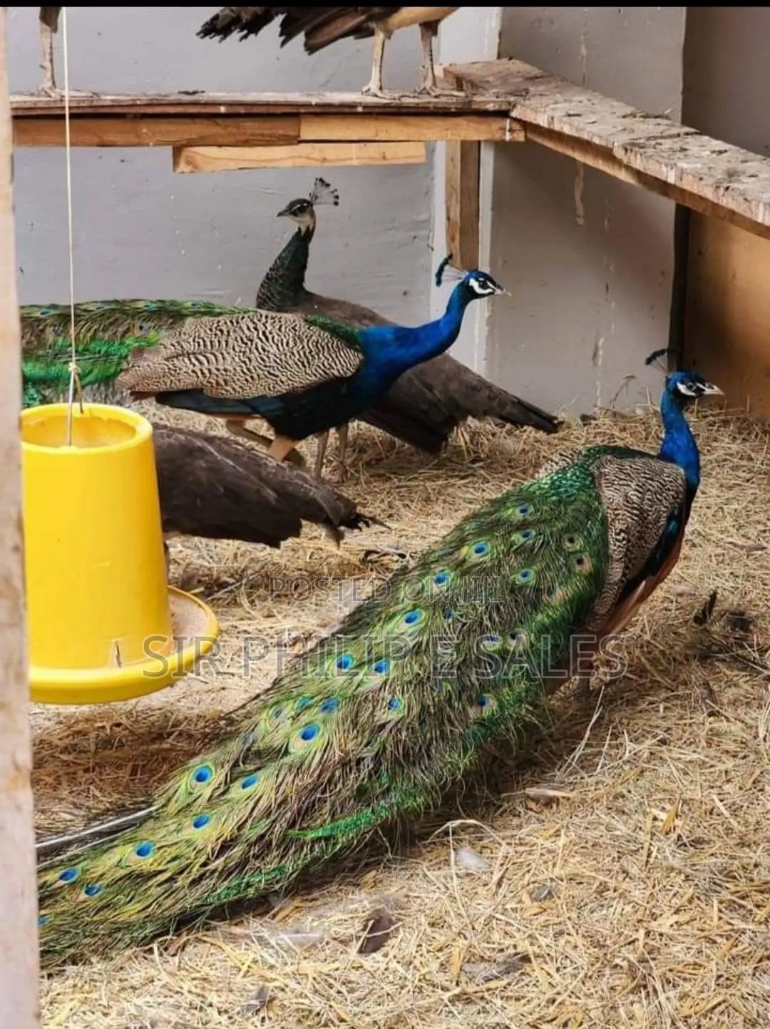 Well Healthy Peacock Are Available