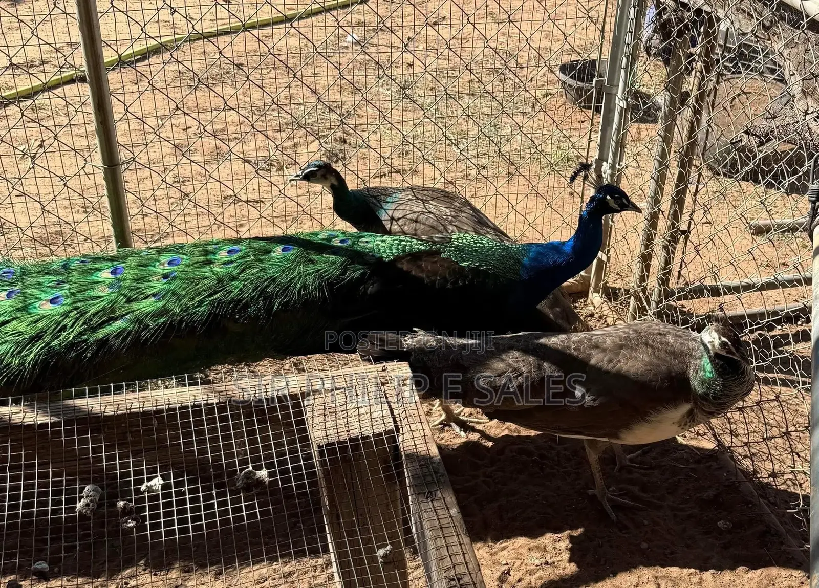 Well Healthy Peacock Are Available