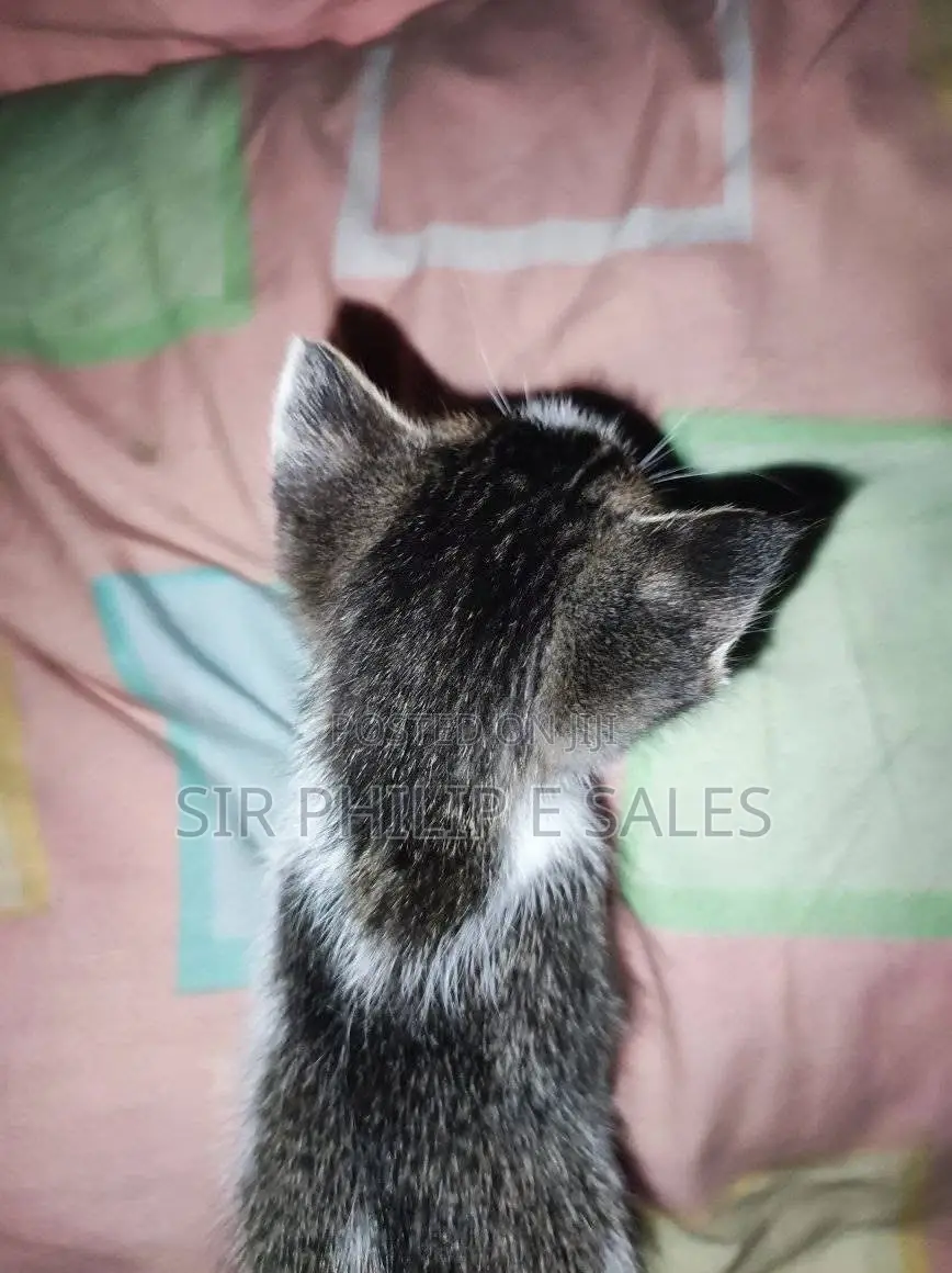 1-3 months Female Mixed Breed Cat