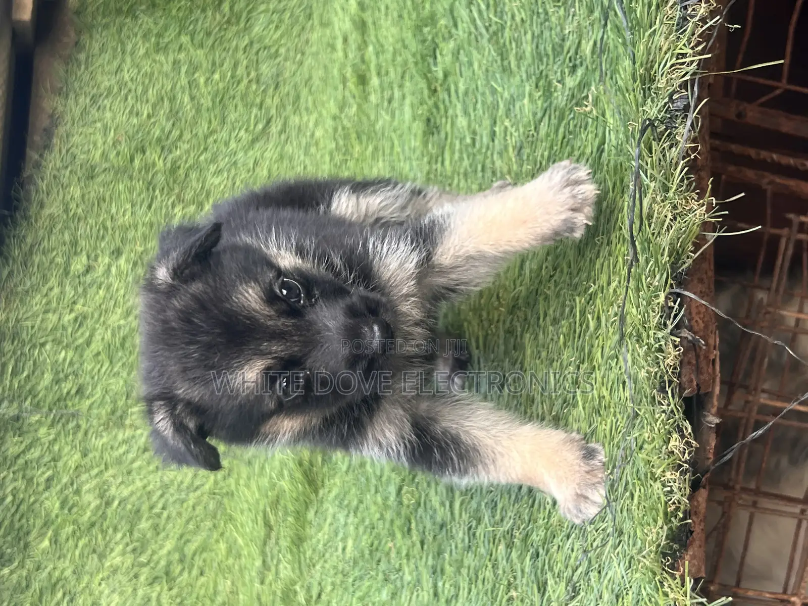1-3 months Female Purebred German Shepherd