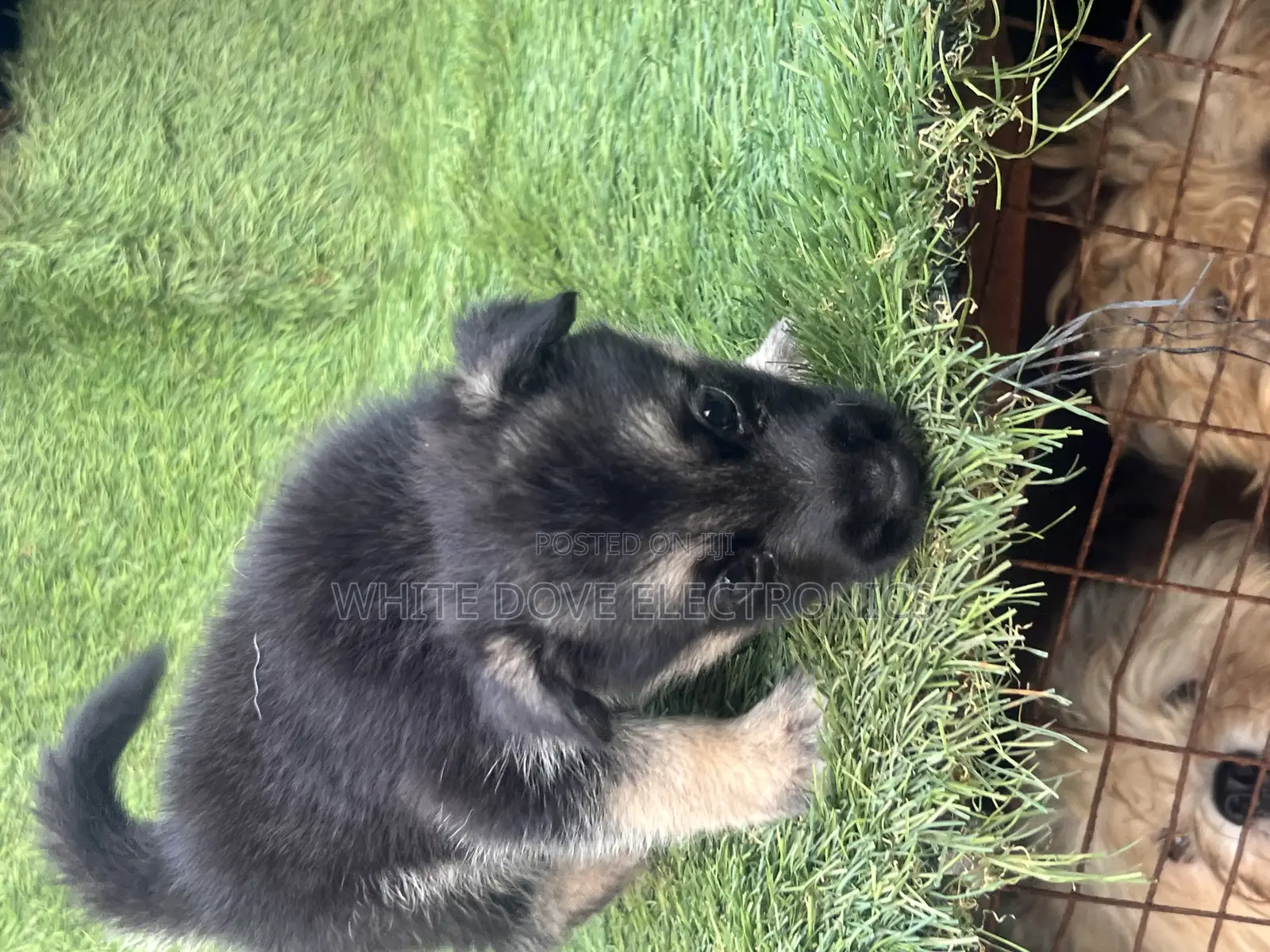 1-3 months Female Purebred German Shepherd