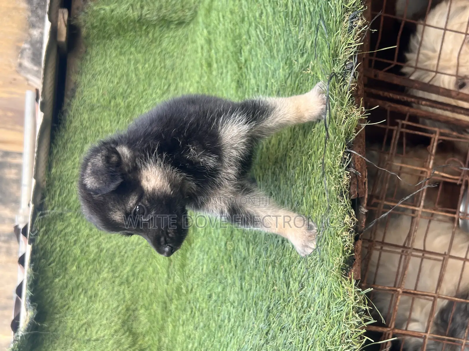 1-3 months Female Purebred German Shepherd