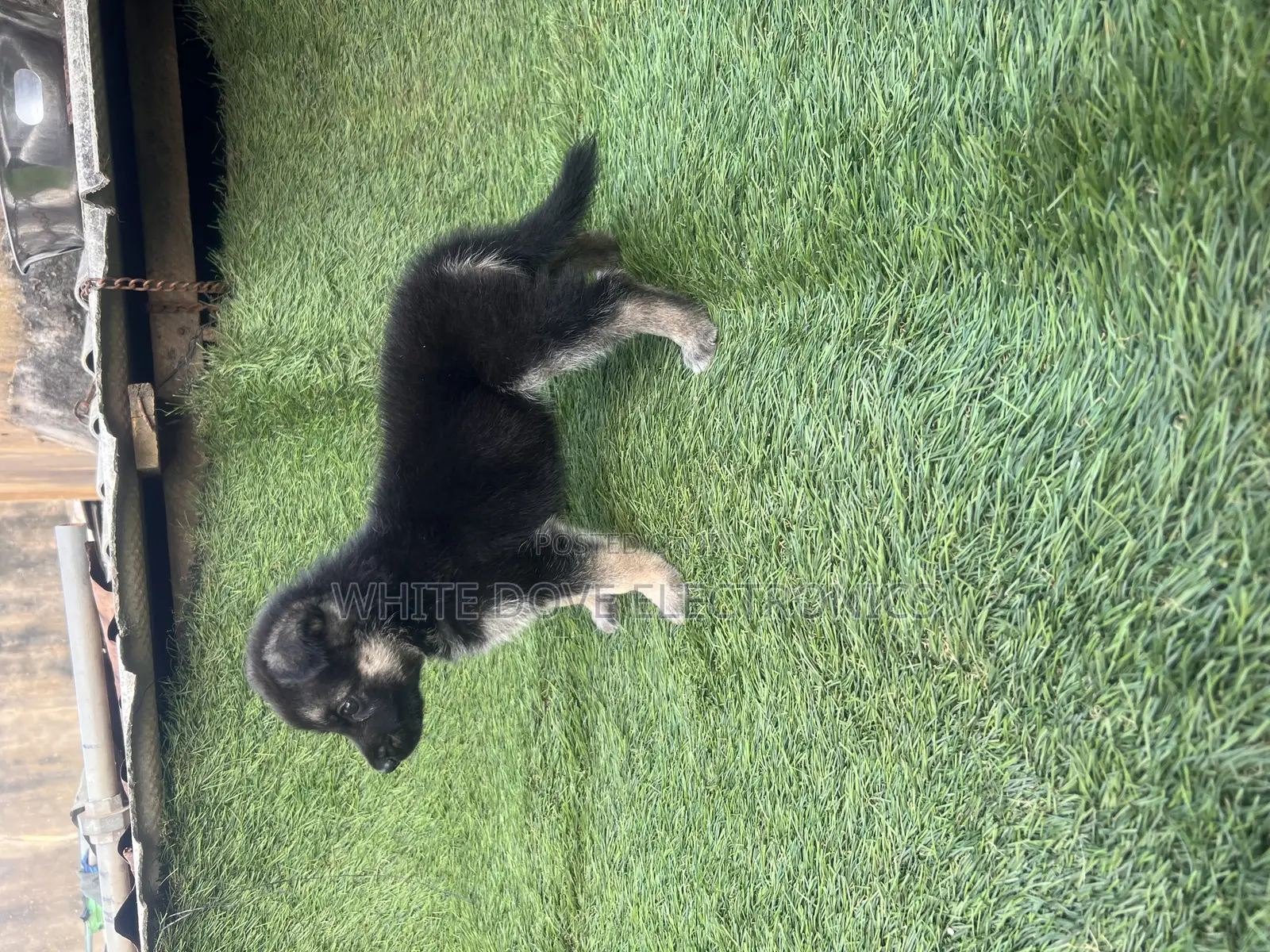 1-3 months Female Purebred German Shepherd