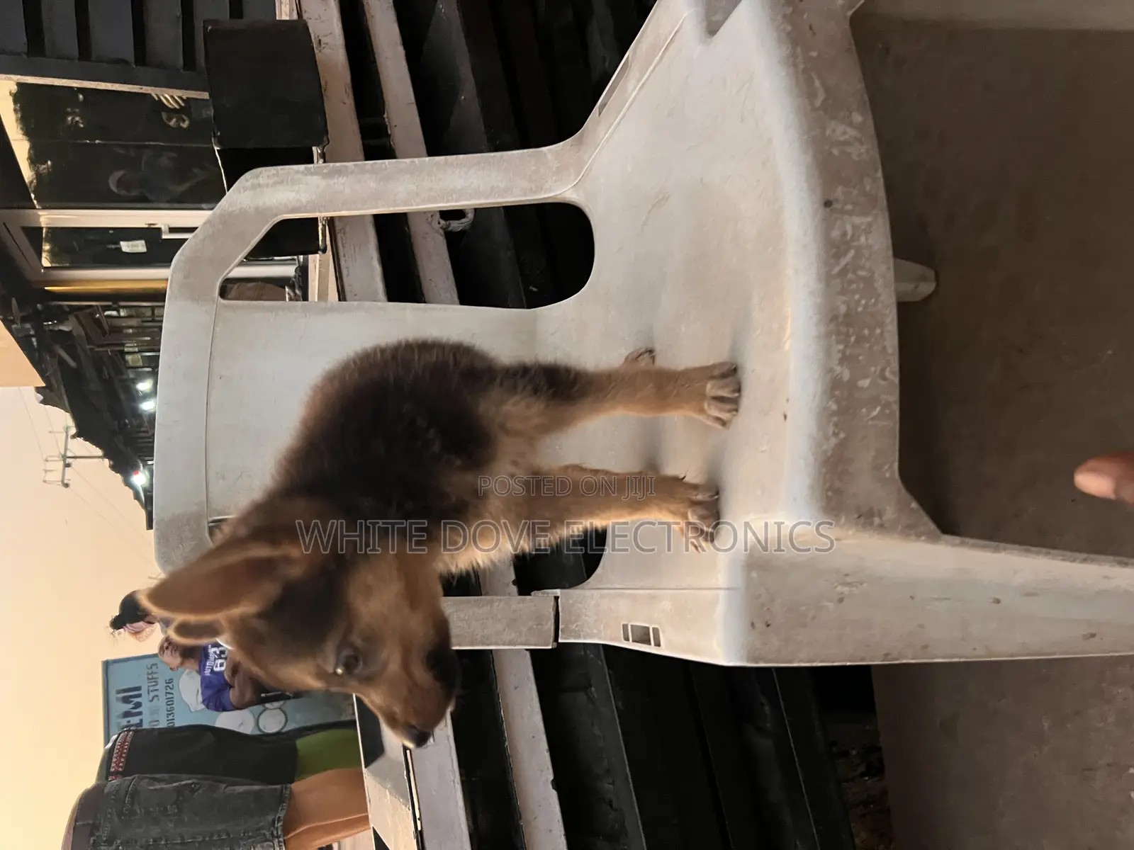 1-3 months Female Purebred German Shepherd