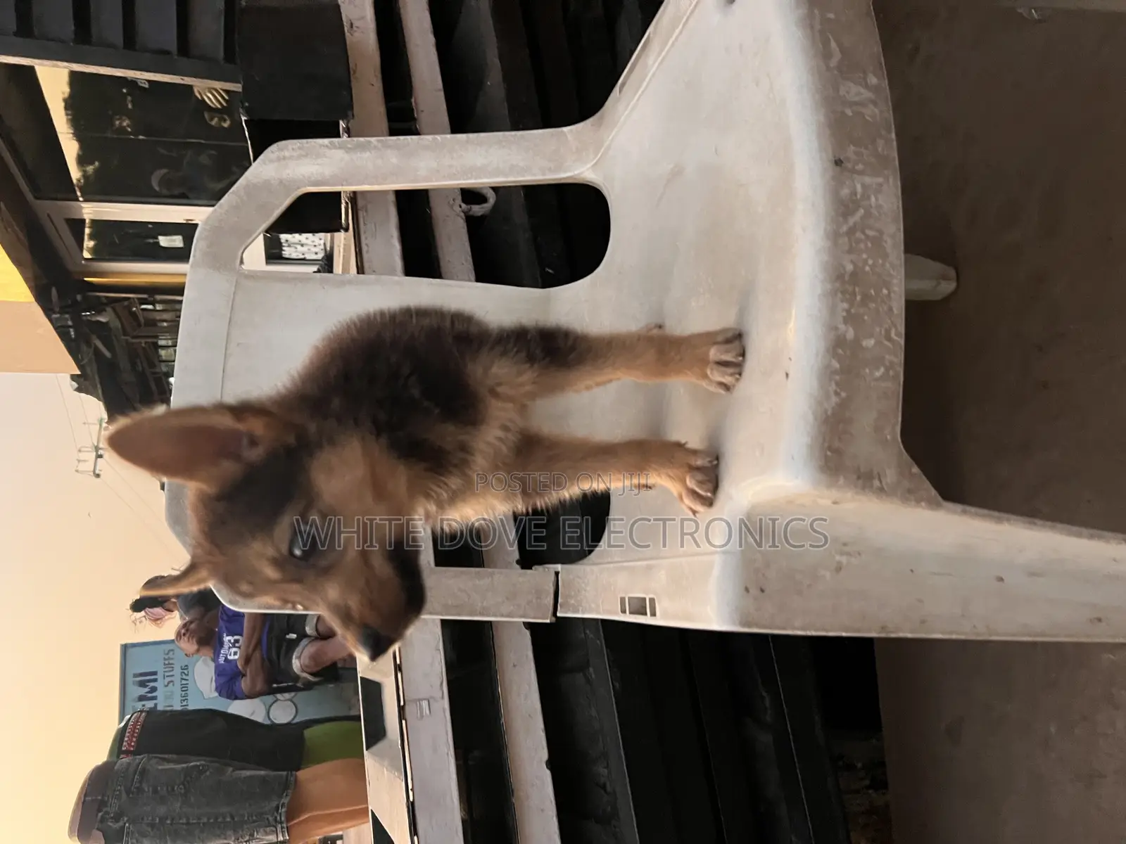 1-3 months Female Purebred German Shepherd