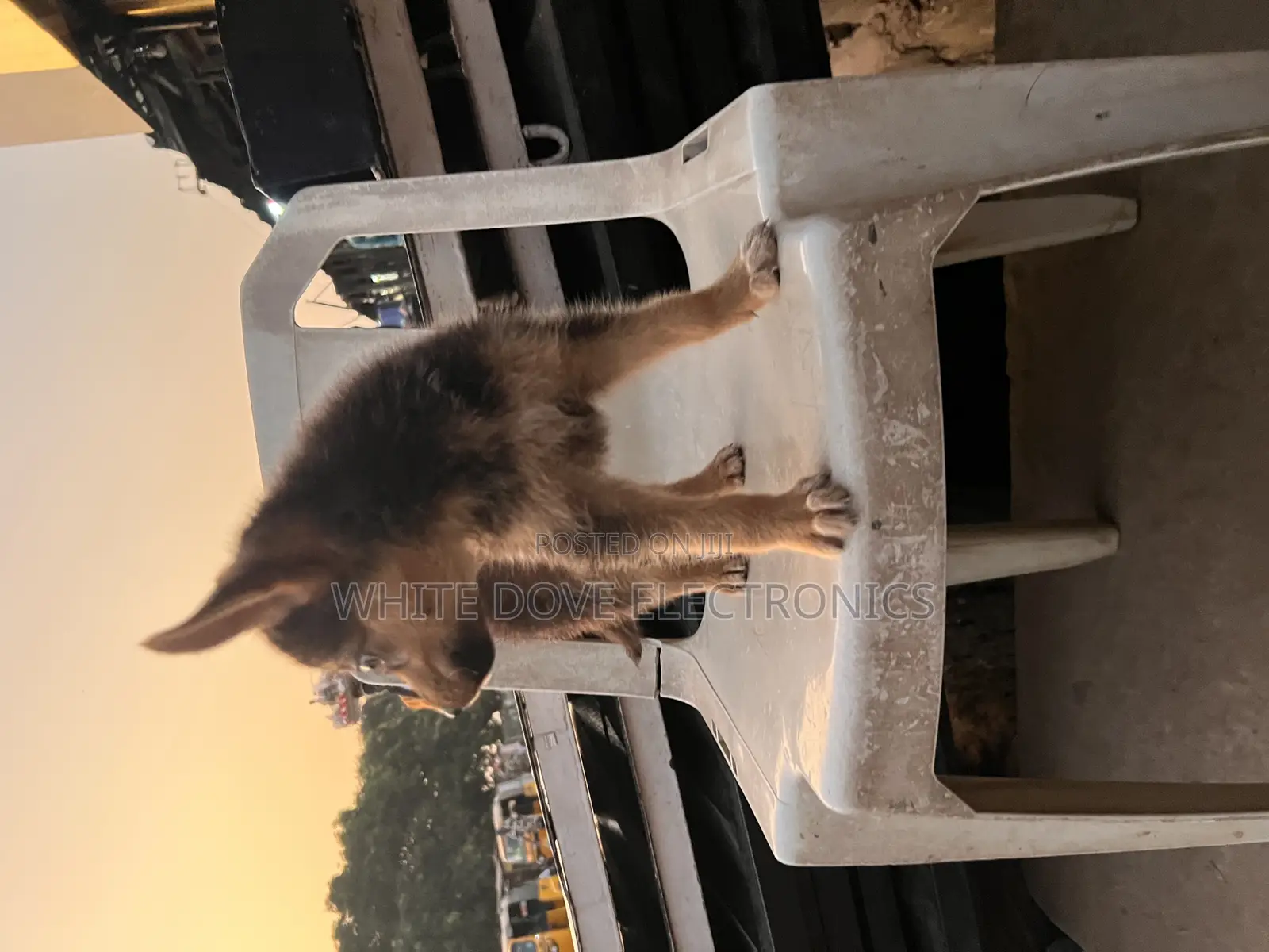 1-3 months Female Purebred German Shepherd