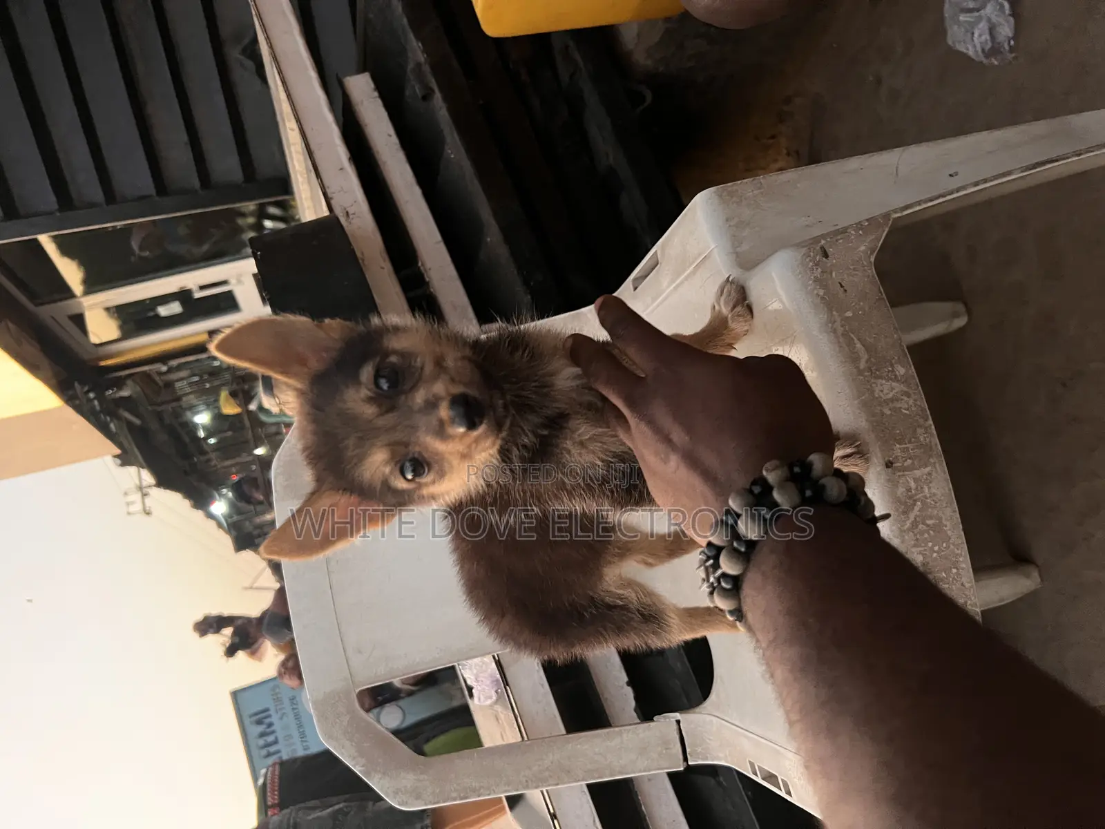 1-3 months Female Purebred German Shepherd