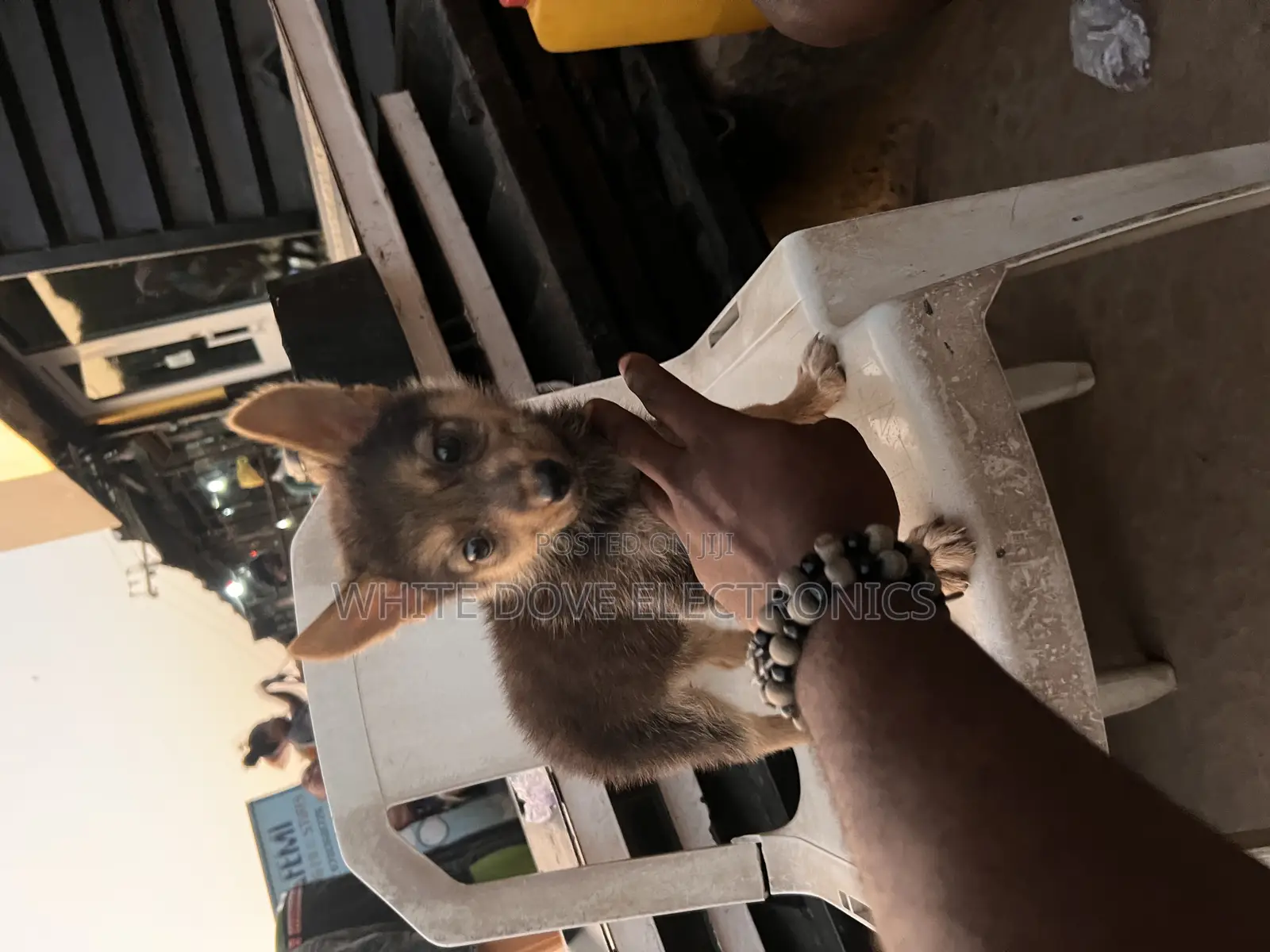 1-3 months Female Purebred German Shepherd