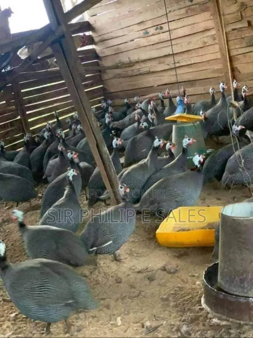 Guinea Fowl in Quantities