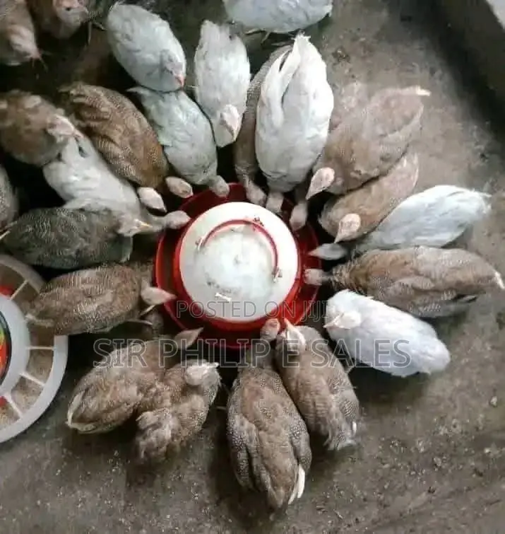 Guinea Fowl in Quantities