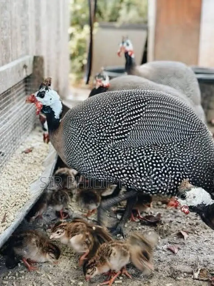 Guinea Fowl in Quantities