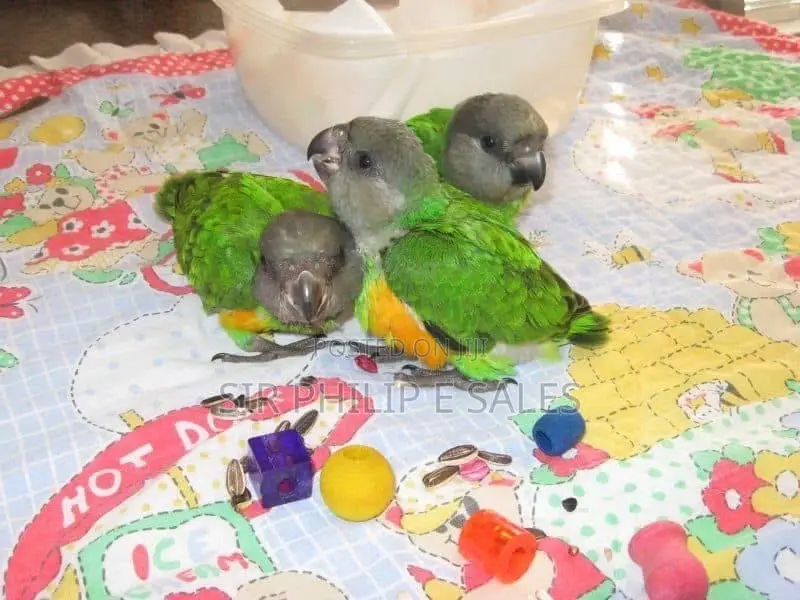 Senegalese Parrots Is Available