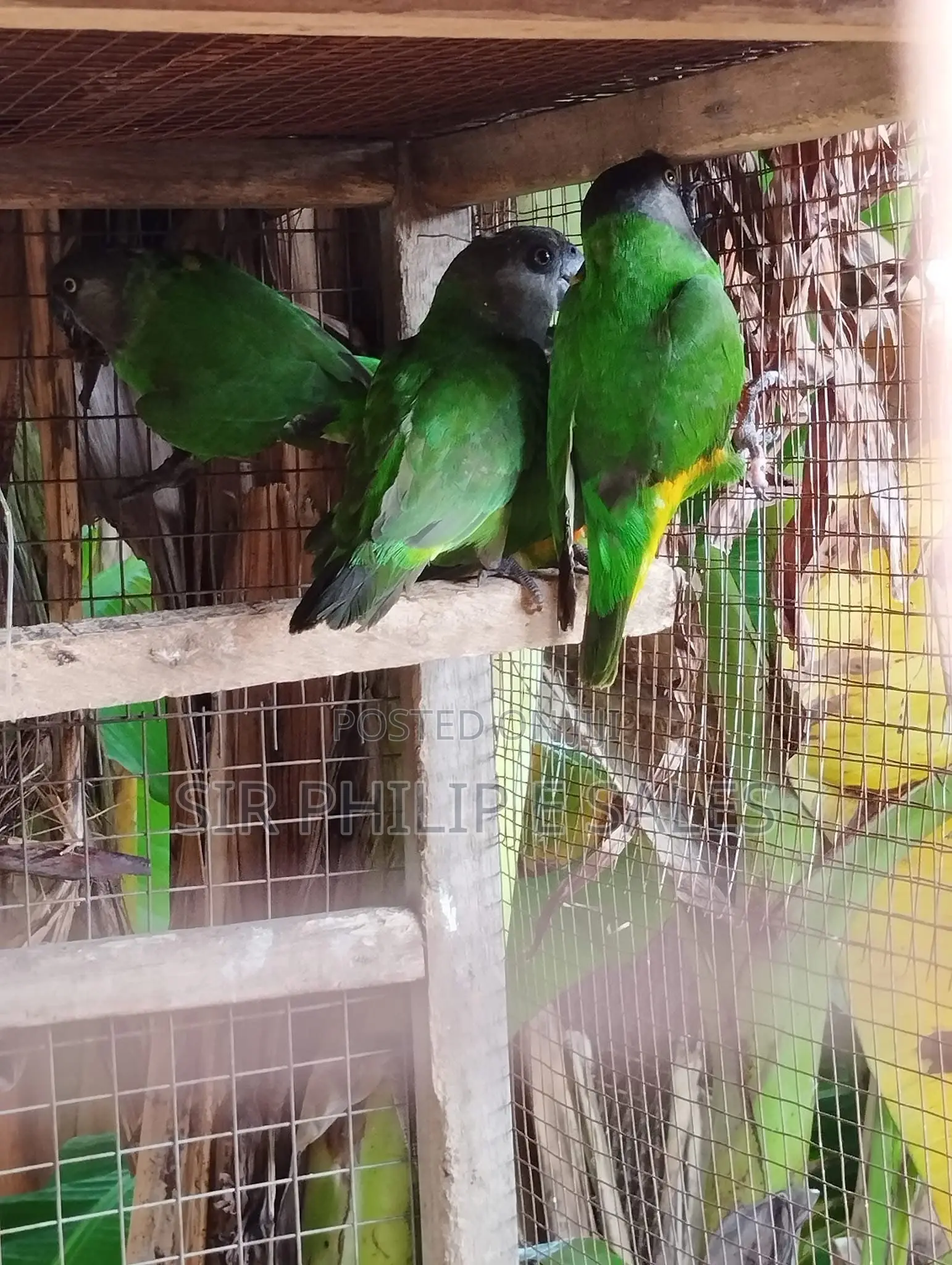 Senegalese Parrots Is Available
