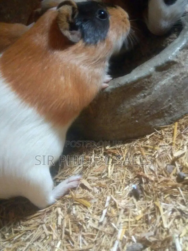Guinea Pig Available in Lagos