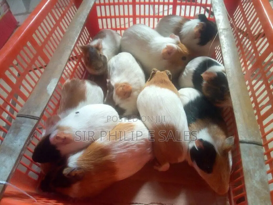 Guinea Pig Available in Lagos