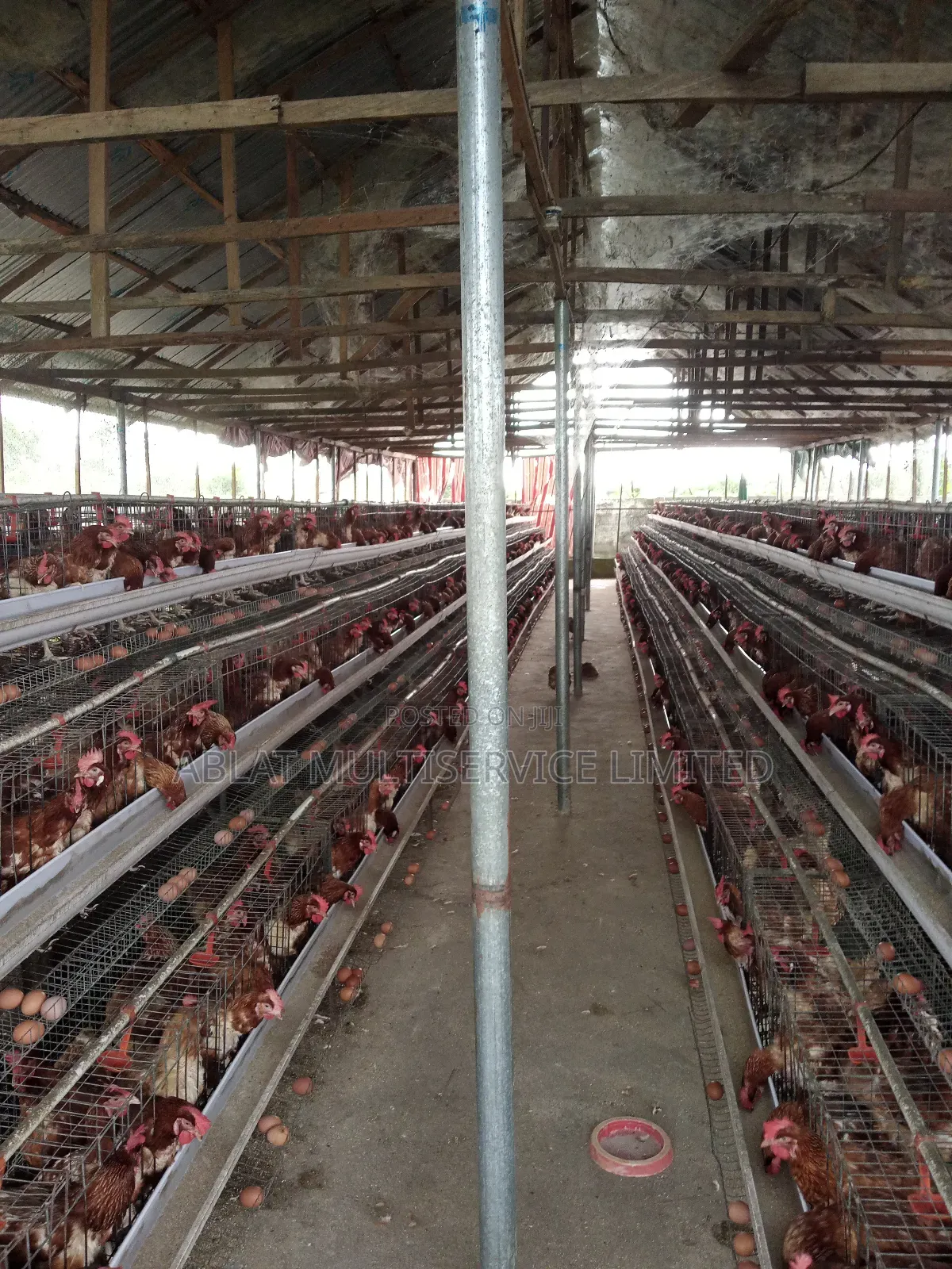 Made in Nigeria Battery Cage for Layers