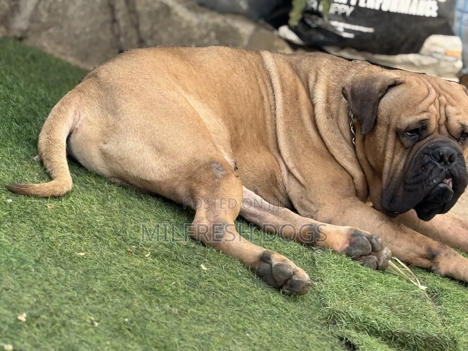 1+ year Male Purebred Bullmastiff