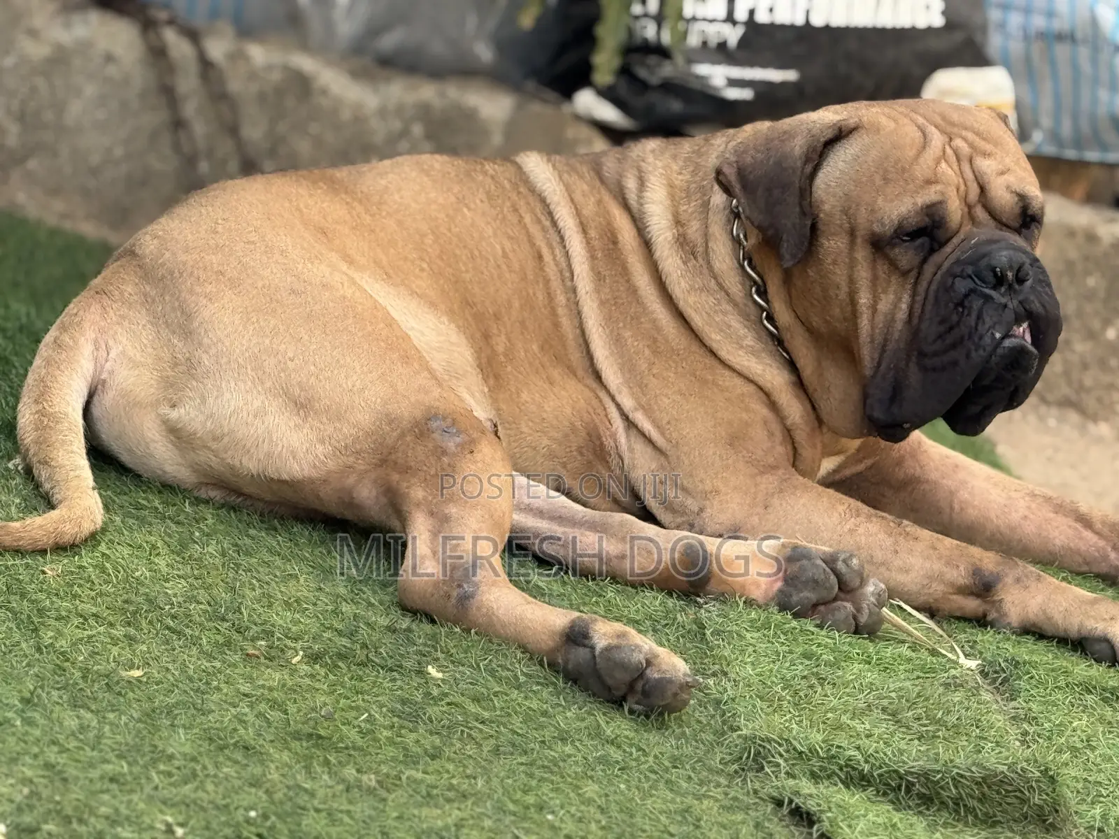 1+ year Male Purebred Bullmastiff