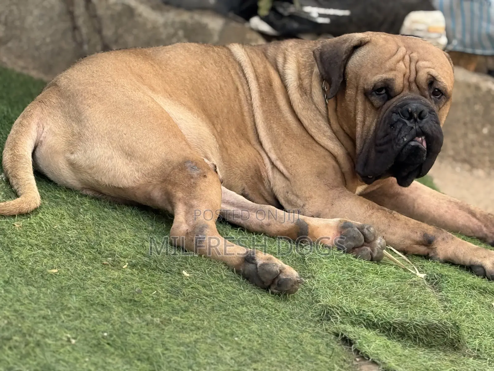 1+ year Male Purebred Bullmastiff