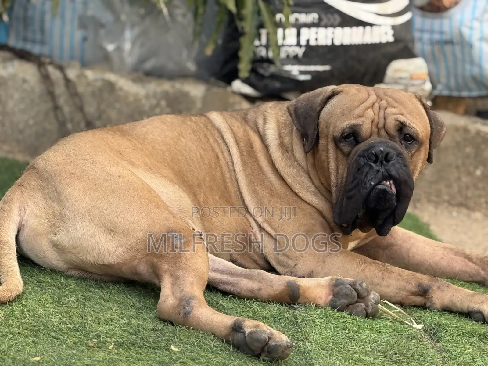 1+ year Male Purebred Bullmastiff