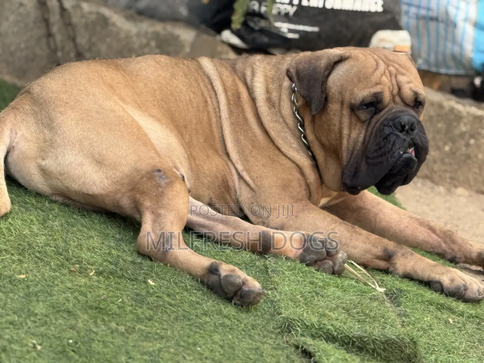 1+ year Male Purebred Bullmastiff