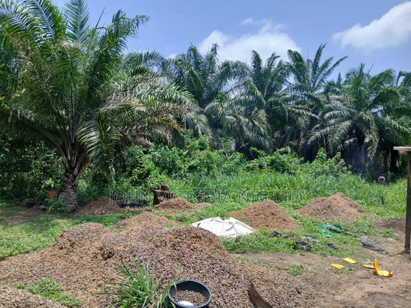 Palm Plantation Registered Survey, Deed, Family Receipt