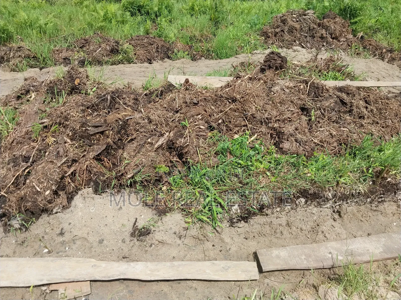 50 Acres of Fertile Farmland 4 Sale Odeda Ogun State
