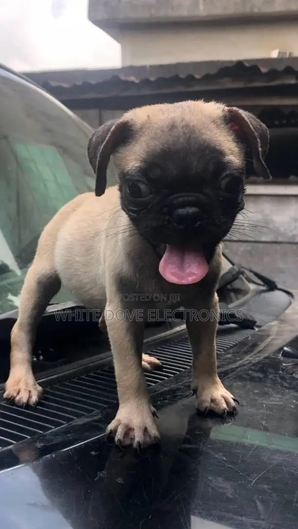 1-3 months Male Purebred Pug