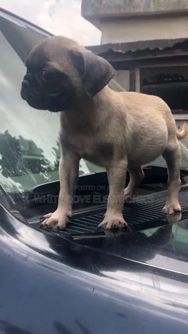 1-3 months Male Purebred Pug