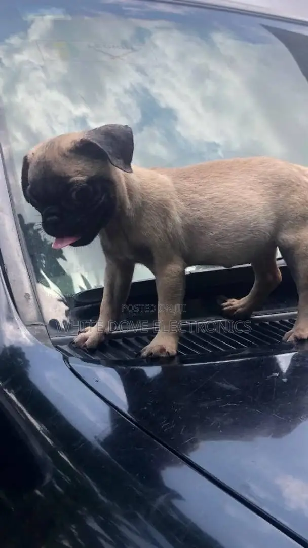 1-3 months Male Purebred Pug