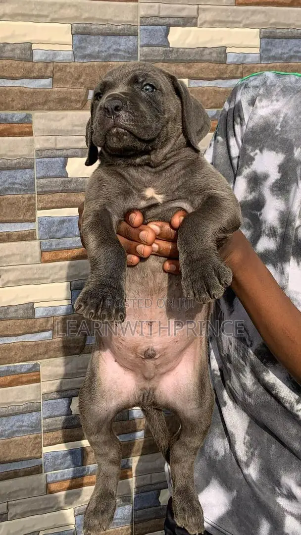 1-3 months Female Purebred Cane Corso