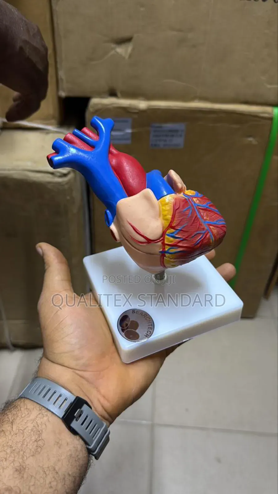 The Human Heart Model