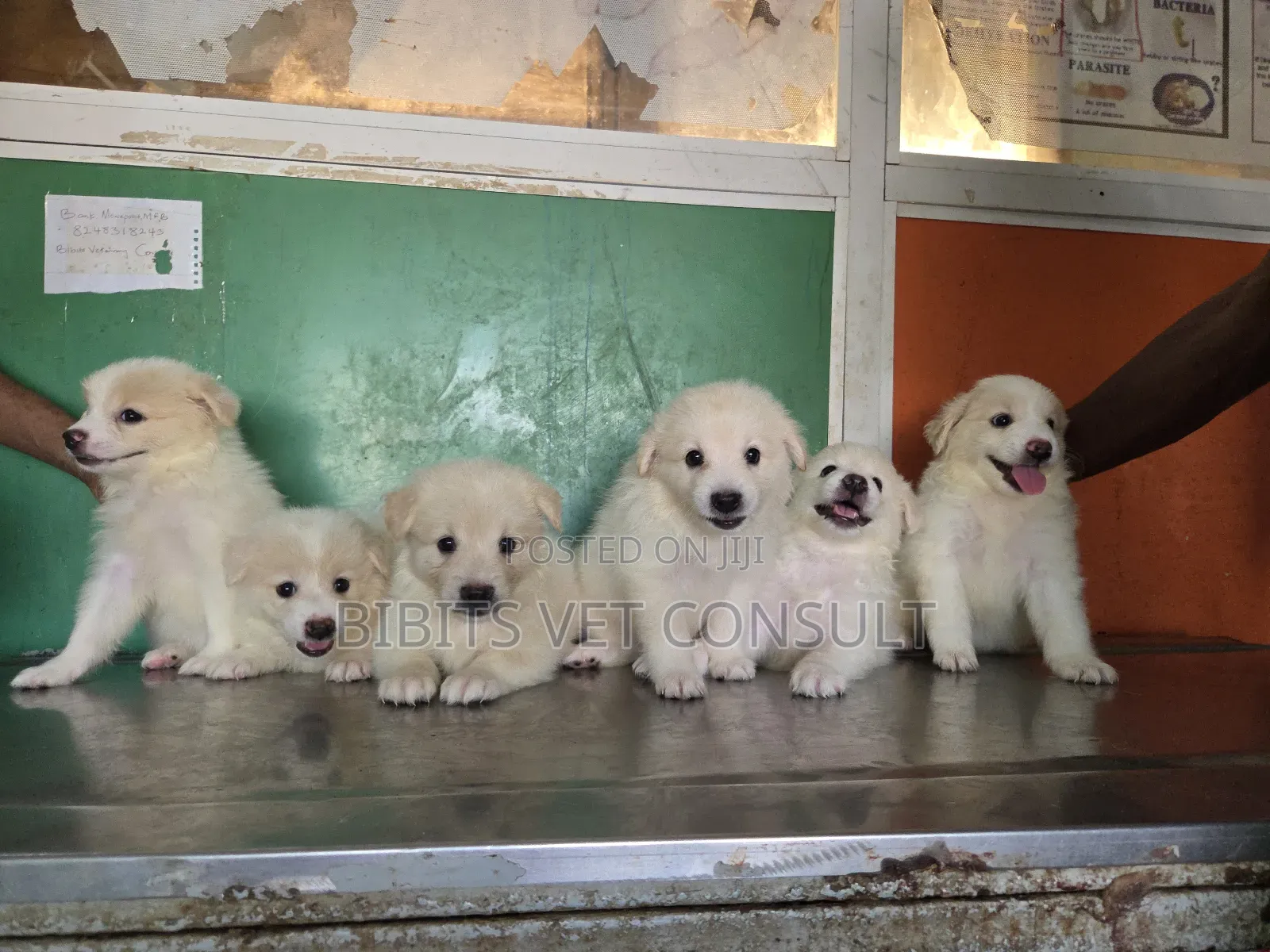 1-3 months Female Purebred American Eskimo