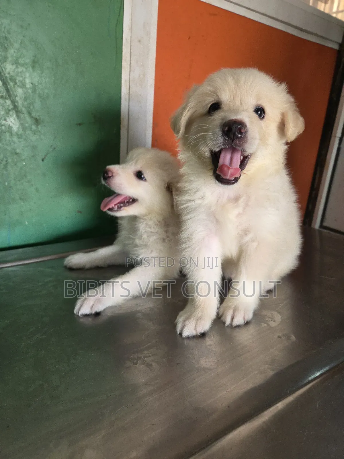 1-3 months Female Purebred American Eskimo