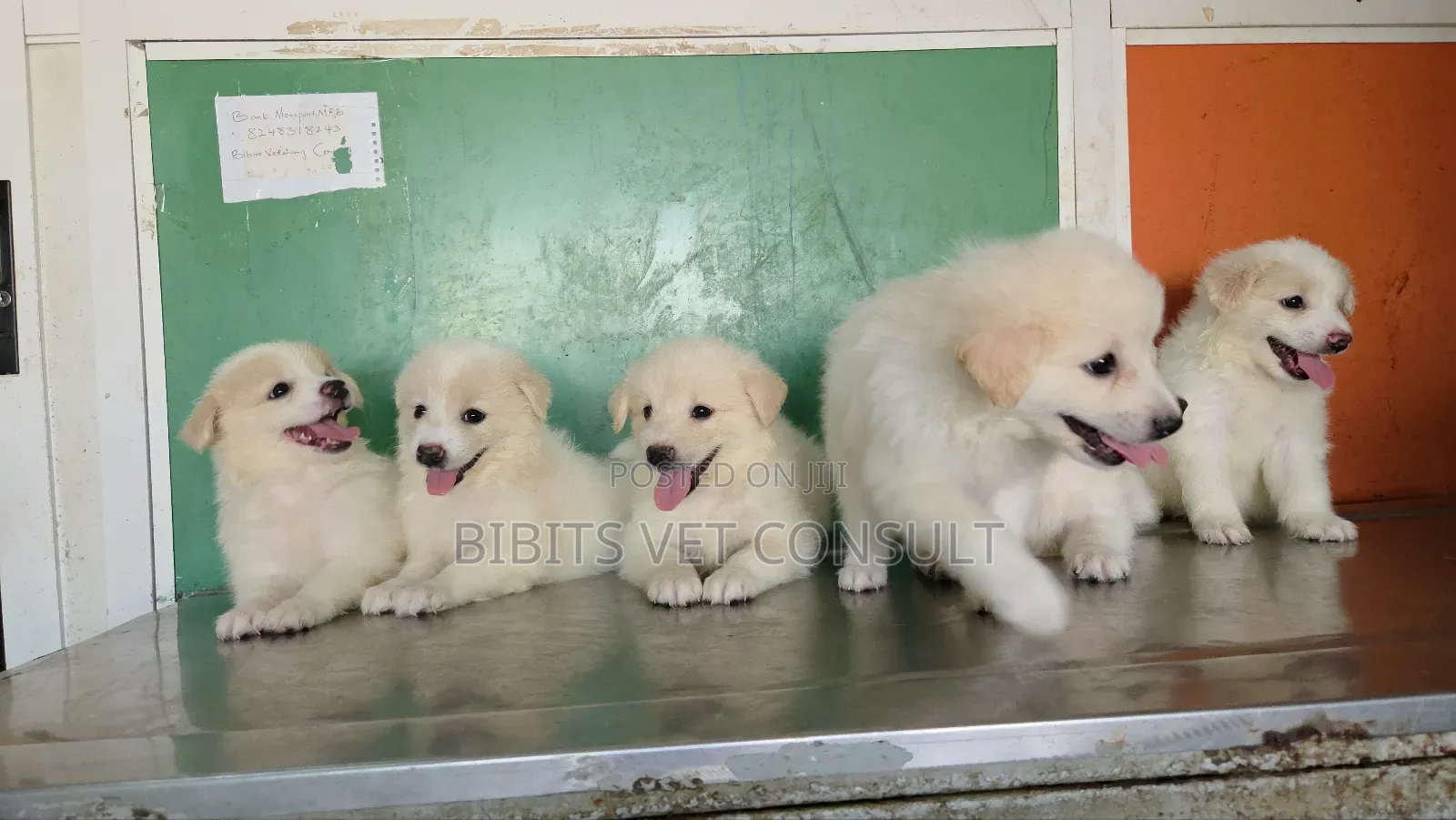 1-3 months Female Purebred American Eskimo