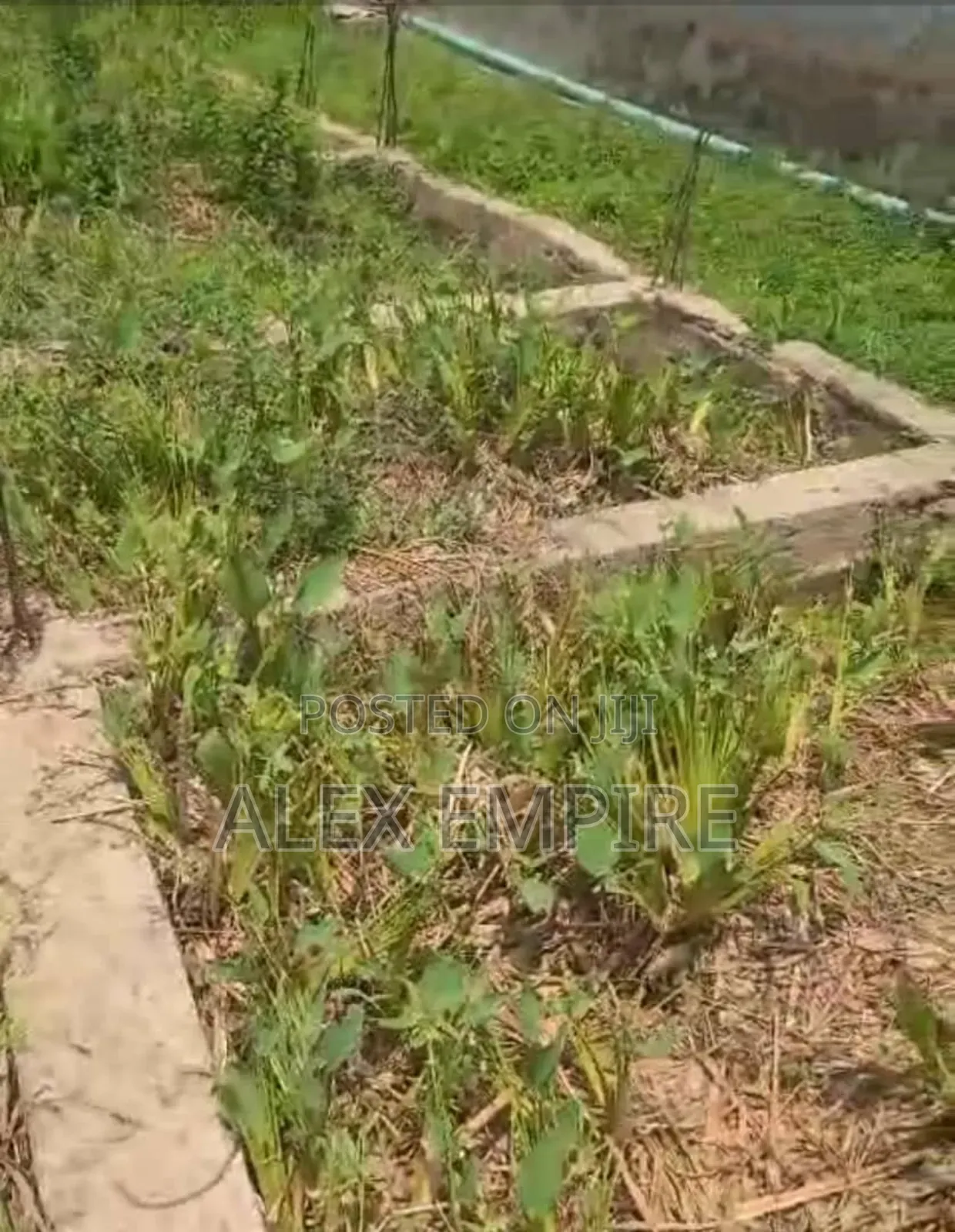 Half Plot of Land for Sale in Whitesand Bucknor