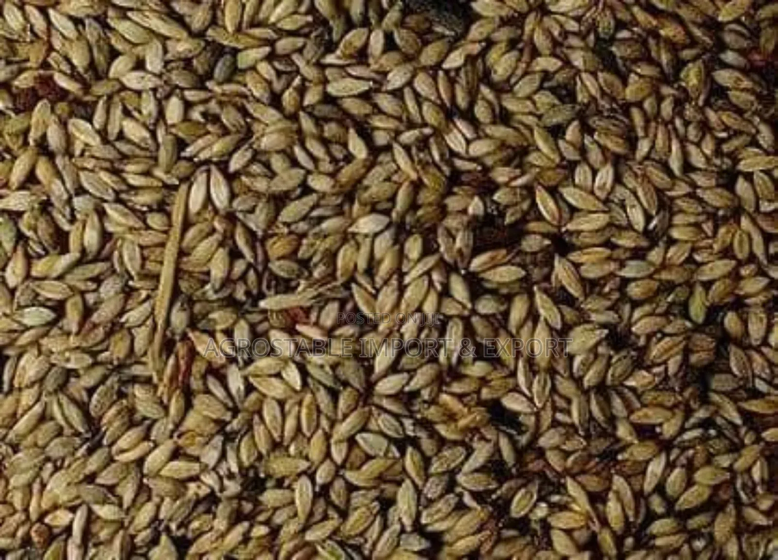 Brachiaria Grass Seeds
